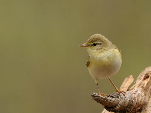 Piecuszek (ang. Willow Warbler, łac. Phylloscopus trochilus)- Fotografia Przyrodnicza - WlodekSmardz.pl