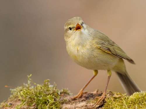 Piecuszek (ang. Willow Warbler, łac. Phylloscopus trochilus)- Fotografia Przyrodnicza - WlodekSmardz.pl