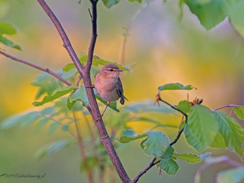 Piecuszek (ang. Willow Warbler, łac. Phylloscopus trochilus) - 3723- Fotografia Przyrodnicza - WlodekSmardz.pl