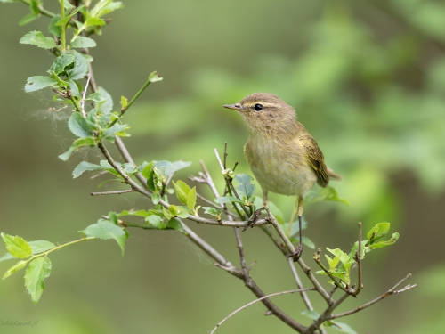 Piecuszek (ang. Willow Warbler, łac. Phylloscopus trochilus) - 8882- Fotografia Przyrodnicza - WlodekSmardz.pl