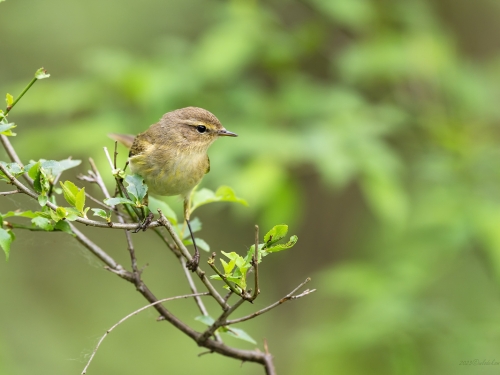 Piecuszek (ang. Willow Warbler, łac. Phylloscopus trochilus) - 8892- Fotografia Przyrodnicza - WlodekSmardz.pl