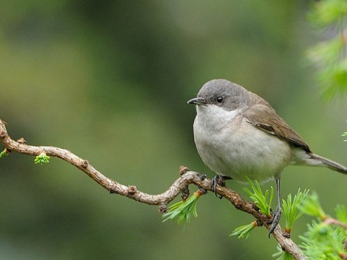 Piegża (ang. Lesser Whitethroat, łac. Sylvia curruca)- Fotografia Przyrodnicza - WlodekSmardz.pl