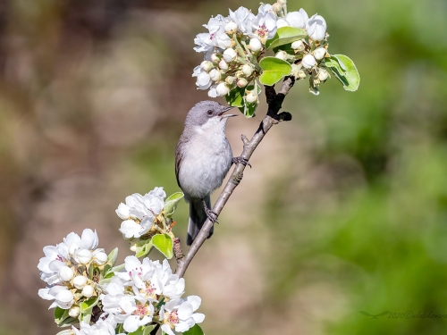 Piegża (ang. Lesser Whitethroat, łac. Sylvia curruca)- 6431- Fotografia Przyrodnicza - WlodekSmardz.pl