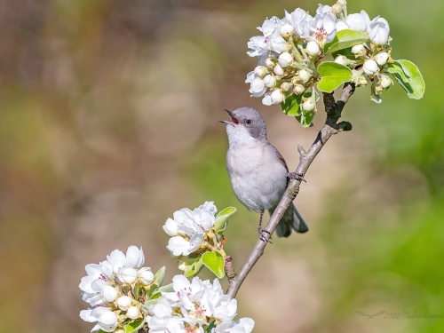 Piegża (ang. Lesser Whitethroat, łac. Sylvia curruca)- 6515- Fotografia Przyrodnicza - WlodekSmardz.pl