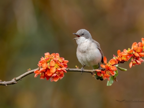 Piegża (ang. Lesser Whitethroat, łac. Sylvia curruca)- 6793- Fotografia Przyrodnicza - WlodekSmardz.pl