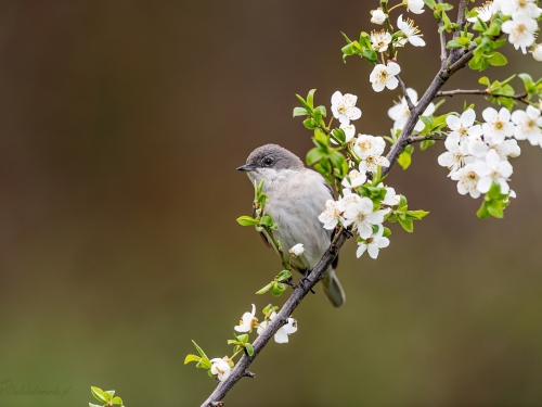 Piegża (ang. Lesser Whitethroat, łac. Sylvia curruca)- 8337- Fotografia Przyrodnicza - WlodekSmardz.pl