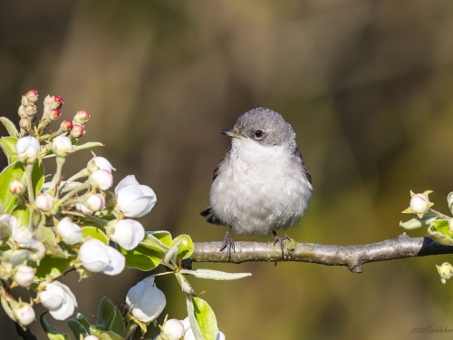 Piegża (ang. Lesser Whitethroat, łac. Sylvia curruca)- 4993- Fotografia Przyrodnicza - WlodekSmardz.pl