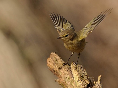 Pierwiosnek (ang. Common Chiffchaff, łac. Phylloscopus collybita)- Fotografia Przyrodnicza - WlodekSmardz.pl