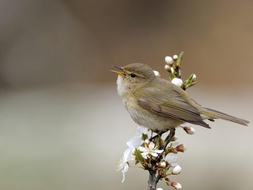 Pierwiosnek (ang. Common Chiffchaff, łac. Phylloscopus collybita) - 6089- Fotografia Przyrodnicza - WlodekSmardz.pl