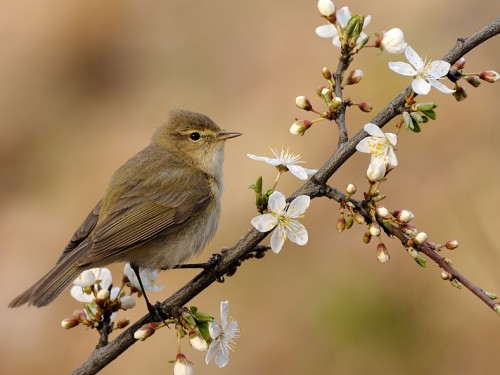 Pierwiosnek (ang. Common Chiffchaff, łac. Phylloscopus collybita) - 6096- Fotografia Przyrodnicza - WlodekSmardz.pl