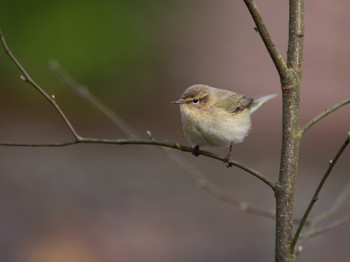 Pierwiosnek (ang. Common Chiffchaff, łac. Phylloscopus collybita) - 0205- Fotografia Przyrodnicza - WlodekSmardz.pl