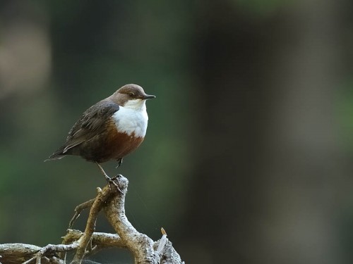 Pluszcz (ang. White-throated Dipper, łac. Cinclus cinclus)- Fotografia Przyrodnicza - WlodekSmardz.pl