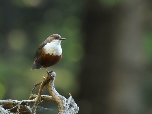 Pluszcz (ang. White-throated Dipper, łac. Cinclus cinclus)- Fotografia Przyrodnicza - WlodekSmardz.pl