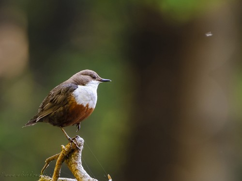 Pluszcz (ang. White-throated Dipper, łac. Cinclus cinclus) - 3372- Fotografia Przyrodnicza - WlodekSmardz.pl