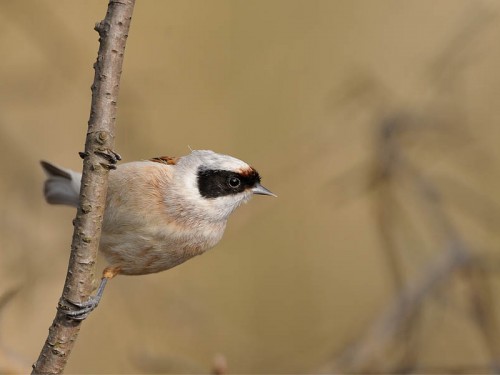 Remiz (ang. Eurasian Penduline-Tit, łac. Remiz pendulinus)- Fotografia Przyrodnicza - WlodekSmardz.pl