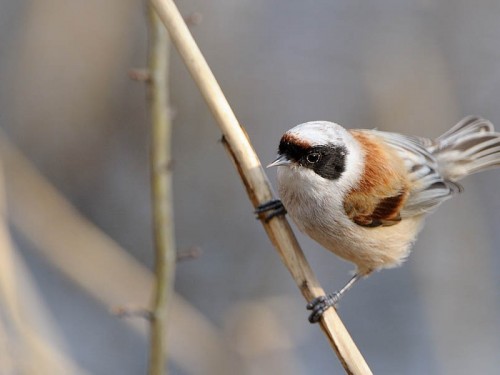 Remiz (ang. Eurasian Penduline-Tit, łac. Remiz pendulinus)- Fotografia Przyrodnicza - WlodekSmardz.pl