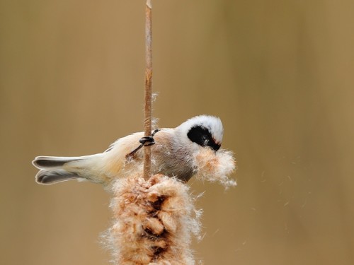 Remiz (ang. Eurasian Penduline-Tit, łac. Remiz pendulinus) - 3932- Fotografia Przyrodnicza - WlodekSmardz.pl