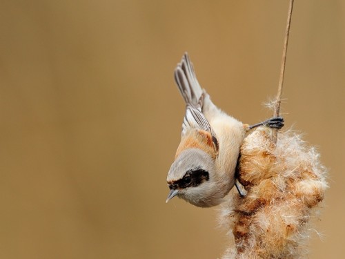 Remiz (ang. Eurasian Penduline-Tit, łac. Remiz pendulinus) - 3853- Fotografia Przyrodnicza - WlodekSmardz.pl