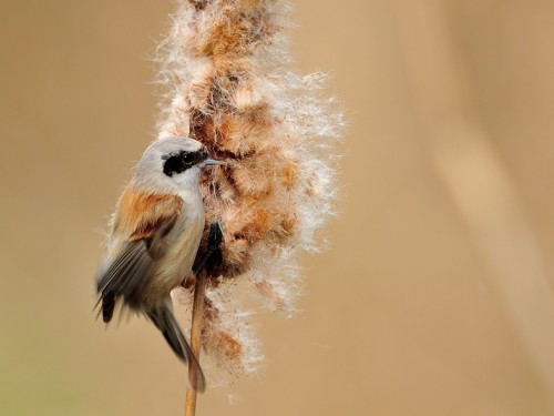 Remiz (ang. Eurasian Penduline-Tit, łac. Remiz pendulinus) - 3959- Fotografia Przyrodnicza - WlodekSmardz.pl