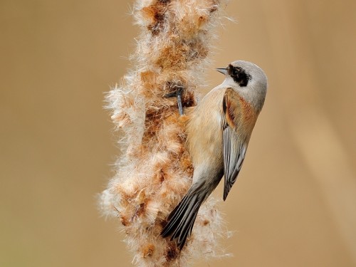 Remiz (ang. Eurasian Penduline-Tit, łac. Remiz pendulinus) - 3998- Fotografia Przyrodnicza - WlodekSmardz.pl