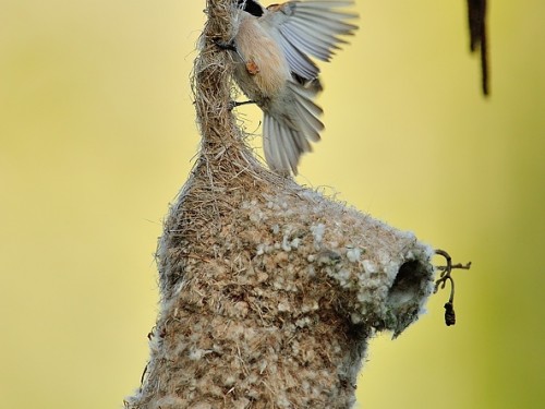 Remiz (ang. Eurasian Penduline-Tit, łac. Remiz pendulinus)- Fotografia Przyrodnicza - WlodekSmardz.pl