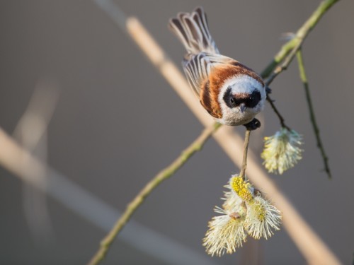 Remiz (ang. Eurasian Penduline-Tit, łac. Remiz pendulinus) - 0332- Fotografia Przyrodnicza - WlodekSmardz.pl