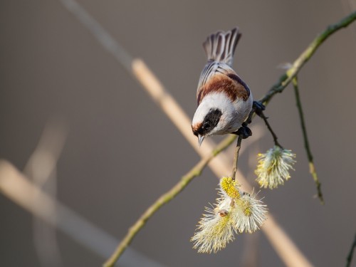 Remiz (ang. Eurasian Penduline-Tit, łac. Remiz pendulinus) - 0334- Fotografia Przyrodnicza - WlodekSmardz.pl