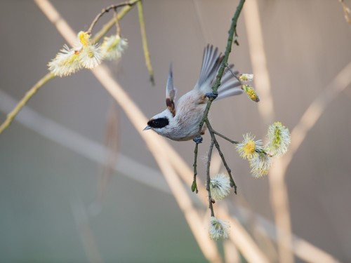 Remiz (ang. Eurasian Penduline-Tit, łac. Remiz pendulinus) - 0375- Fotografia Przyrodnicza - WlodekSmardz.pl