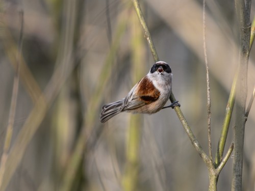 Remiz (ang. Eurasian Penduline-Tit, łac. Remiz pendulinus) - 0245- Fotografia Przyrodnicza - WlodekSmardz.pl