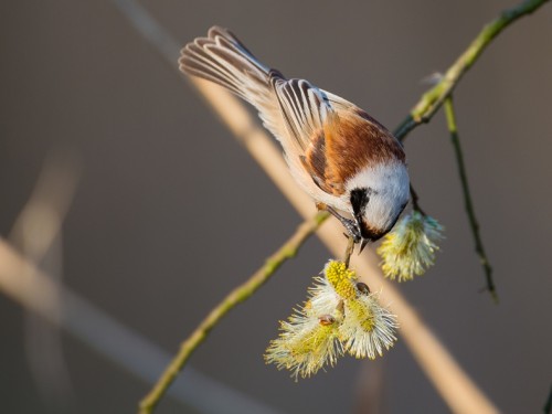 Remiz (ang. Eurasian Penduline-Tit, łac. Remiz pendulinus) - 0342- Fotografia Przyrodnicza - WlodekSmardz.pl