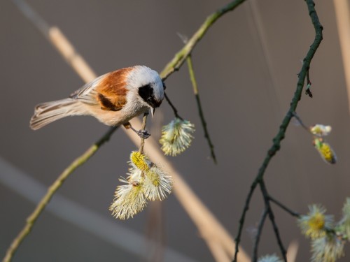 Remiz (ang. Eurasian Penduline-Tit, łac. Remiz pendulinus) - 0357- Fotografia Przyrodnicza - WlodekSmardz.pl