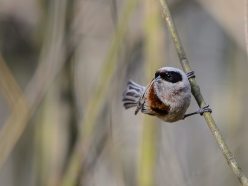 Remiz (ang. Eurasian Penduline-Tit, łac. Remiz pendulinus) - 0251- Fotografia Przyrodnicza - WlodekSmardz.pl