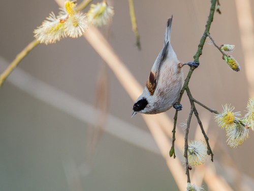 Remiz (ang. Eurasian Penduline-Tit, łac. Remiz pendulinus) - 0372- Fotografia Przyrodnicza - WlodekSmardz.pl