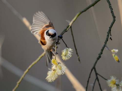 Remiz (ang. Eurasian Penduline-Tit, łac. Remiz pendulinus) - 0366- Fotografia Przyrodnicza - WlodekSmardz.pl