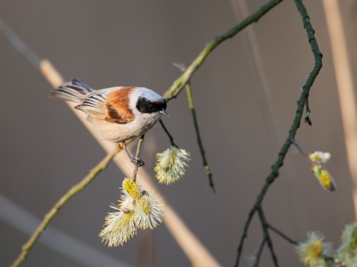 Remiz (ang. Eurasian Penduline-Tit, łac. Remiz pendulinus) - 0368- Fotografia Przyrodnicza - WlodekSmardz.pl