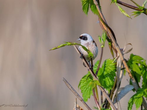 Remiz (ang. Eurasian Penduline-Tit, łac. Remiz pendulinus) - 4087- Fotografia Przyrodnicza - WlodekSmardz.pl