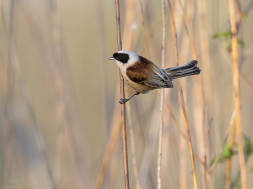 Remiz (ang. Eurasian Penduline-Tit, łac. Remiz pendulinus) - 4360- Fotografia Przyrodnicza - WlodekSmardz.pl