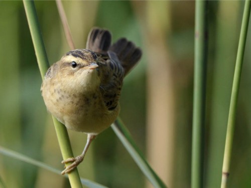 Rokitniczka (ang. Sedge warbler, łac. Acrocephalus schoenobaenus)- Fotografia Przyrodnicza - WlodekSmardz.pl