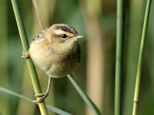 Rokitniczka (ang. Sedge warbler, łac. Acrocephalus schoenobaenus)- Fotografia Przyrodnicza - WlodekSmardz.pl