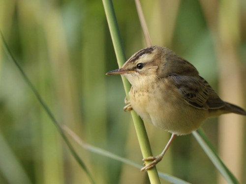 Rokitniczka (ang. Sedge warbler, łac. Acrocephalus schoenobaenus)- Fotografia Przyrodnicza - WlodekSmardz.pl