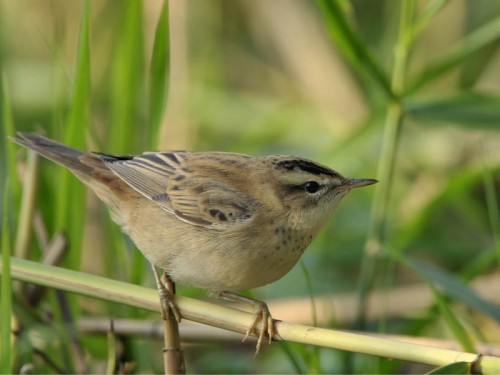 Rokitniczka (ang. Sedge warbler, łac. Acrocephalus schoenobaenus)- Fotografia Przyrodnicza - WlodekSmardz.pl