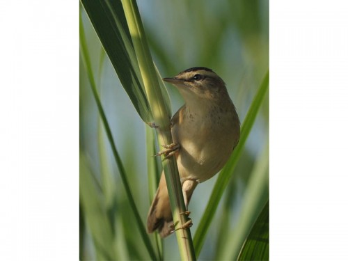 Rokitniczka (ang. Sedge warbler, łac. Acrocephalus schoenobaenus)- Fotografia Przyrodnicza - WlodekSmardz.pl