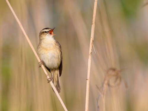 Rokitniczka (ang. Sedge warbler, łac. Acrocephalus schoenobaenus) - 5695- Fotografia Przyrodnicza - WlodekSmardz.pl