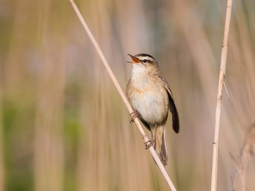 Rokitniczka (ang. Sedge warbler, łac. Acrocephalus schoenobaenus) - 5697- Fotografia Przyrodnicza - WlodekSmardz.pl