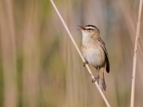 Rokitniczka (ang. Sedge warbler, łac. Acrocephalus schoenobaenus) - 5724- Fotografia Przyrodnicza - WlodekSmardz.pl