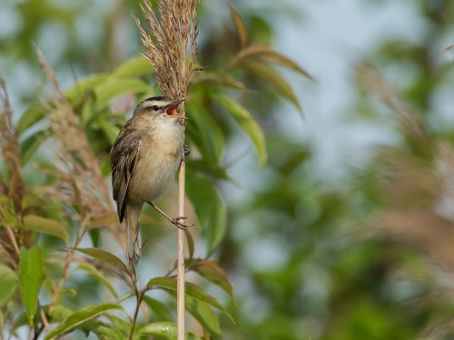 Rokitniczka (ang. Sedge warbler, łac. Acrocephalus schoenobaenus) - 5744- Fotografia Przyrodnicza - WlodekSmardz.pl