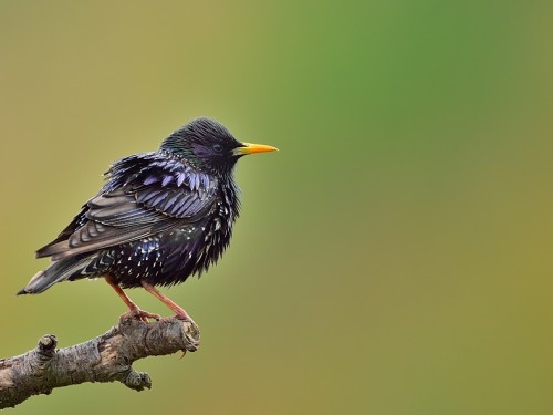 Szpak (ang. Common Starling, łac. Sturnus vulgaris) - 1567- Fotografia Przyrodnicza - WlodekSmardz.pl