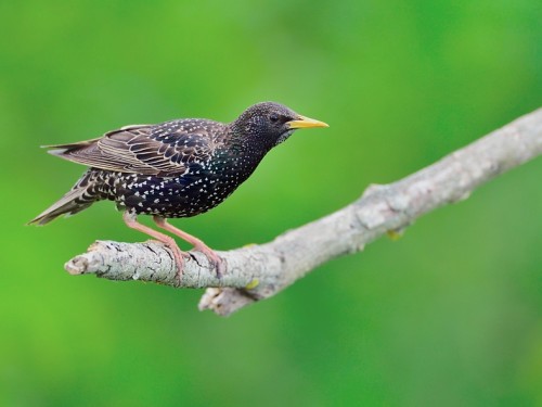 Szpak (ang. Common Starling, łac. Sturnus vulgaris) - 4228- Fotografia Przyrodnicza - WlodekSmardz.pl