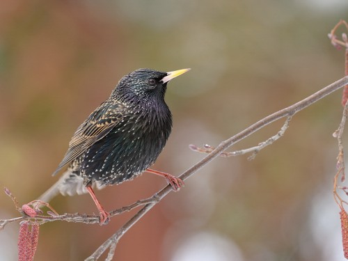 Szpak (ang. Common Starling, łac. Sturnus vulgaris) - 7941- Fotografia Przyrodnicza - WlodekSmardz.pl