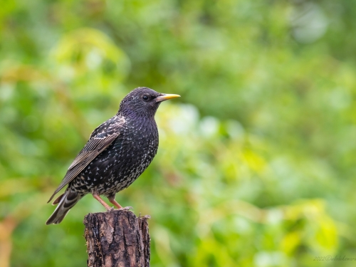 Szpak (ang. Common Starling, łac. Sturnus vulgaris) - 9111- Fotografia Przyrodnicza - WlodekSmardz.pl